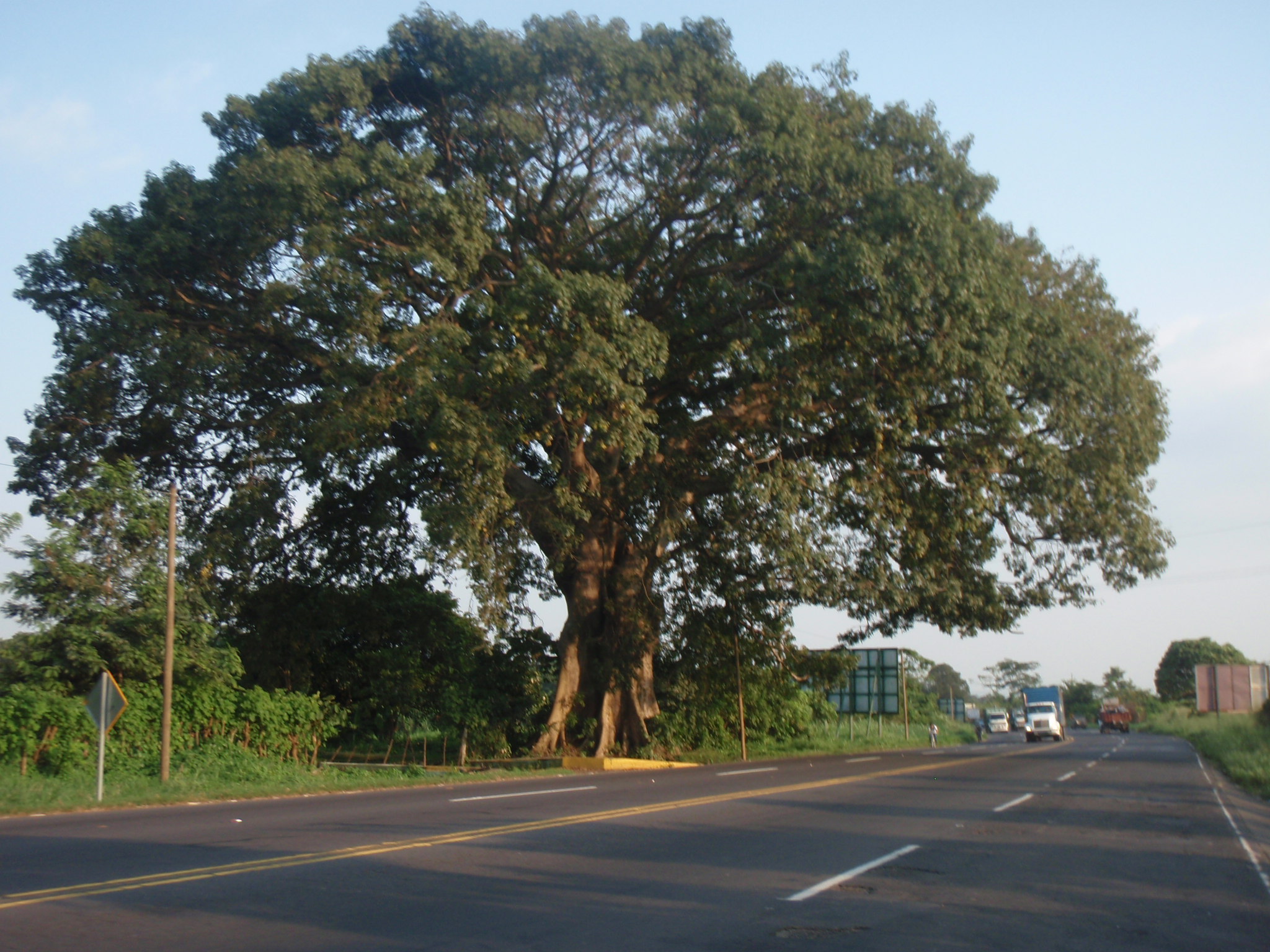 Huge tropical trees line the roads in Guatemala